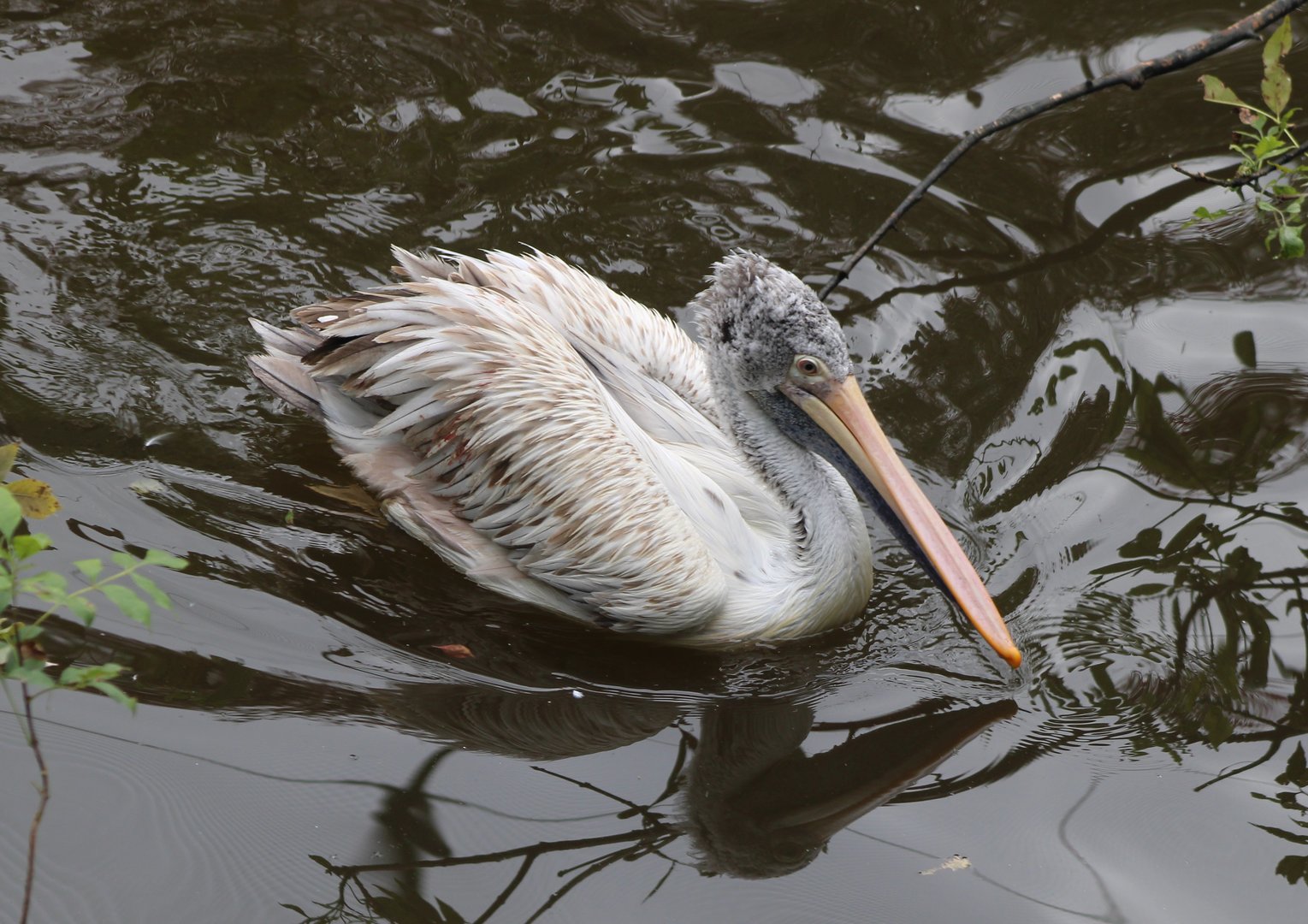 Spot-billed pelican