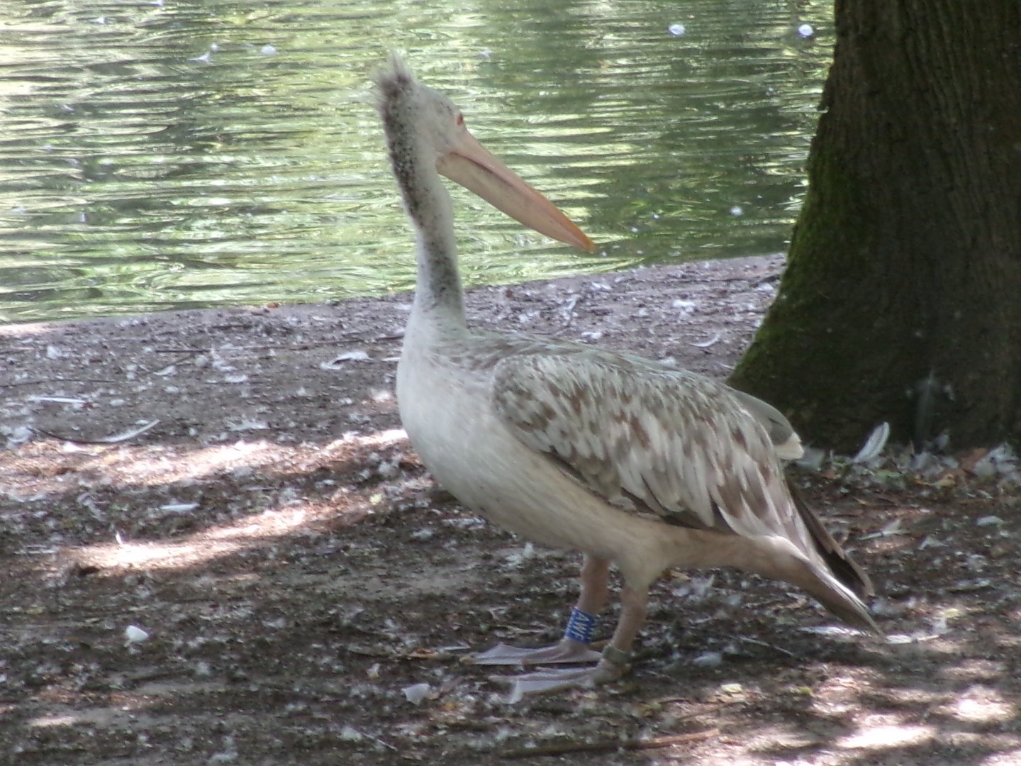 Spot-billed pelican