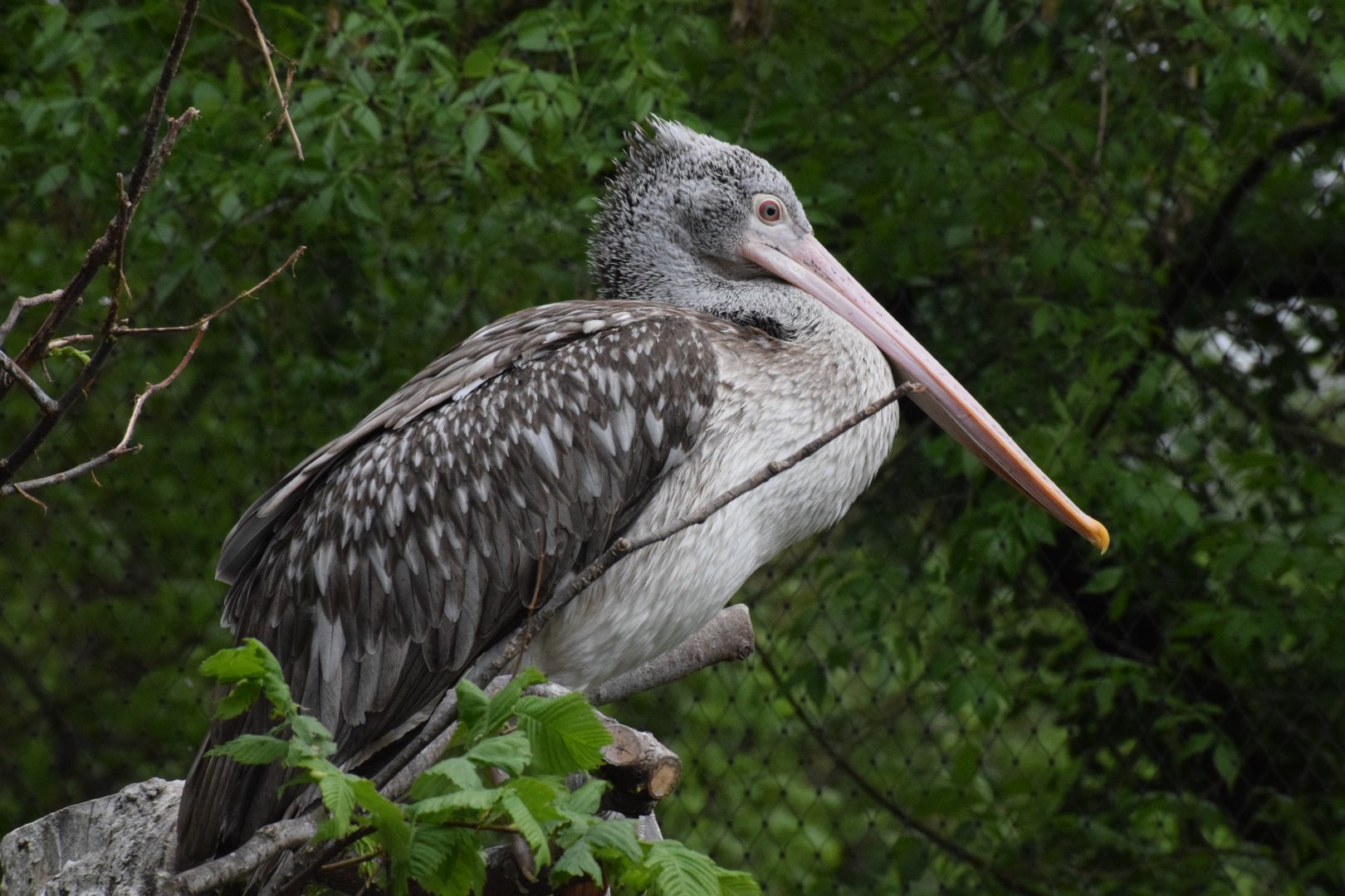 Spot-billed pelican