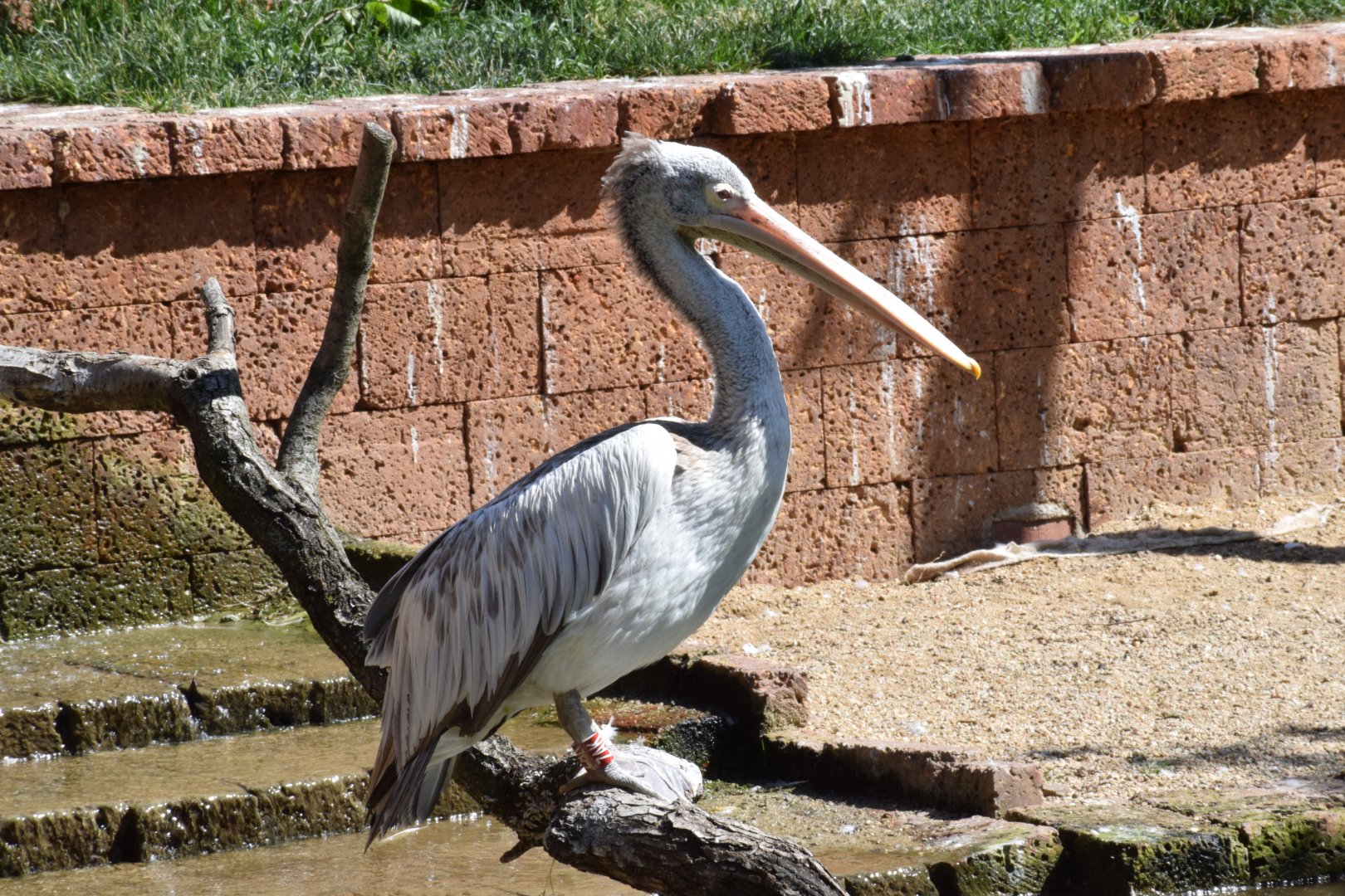 Spot-billed pelican