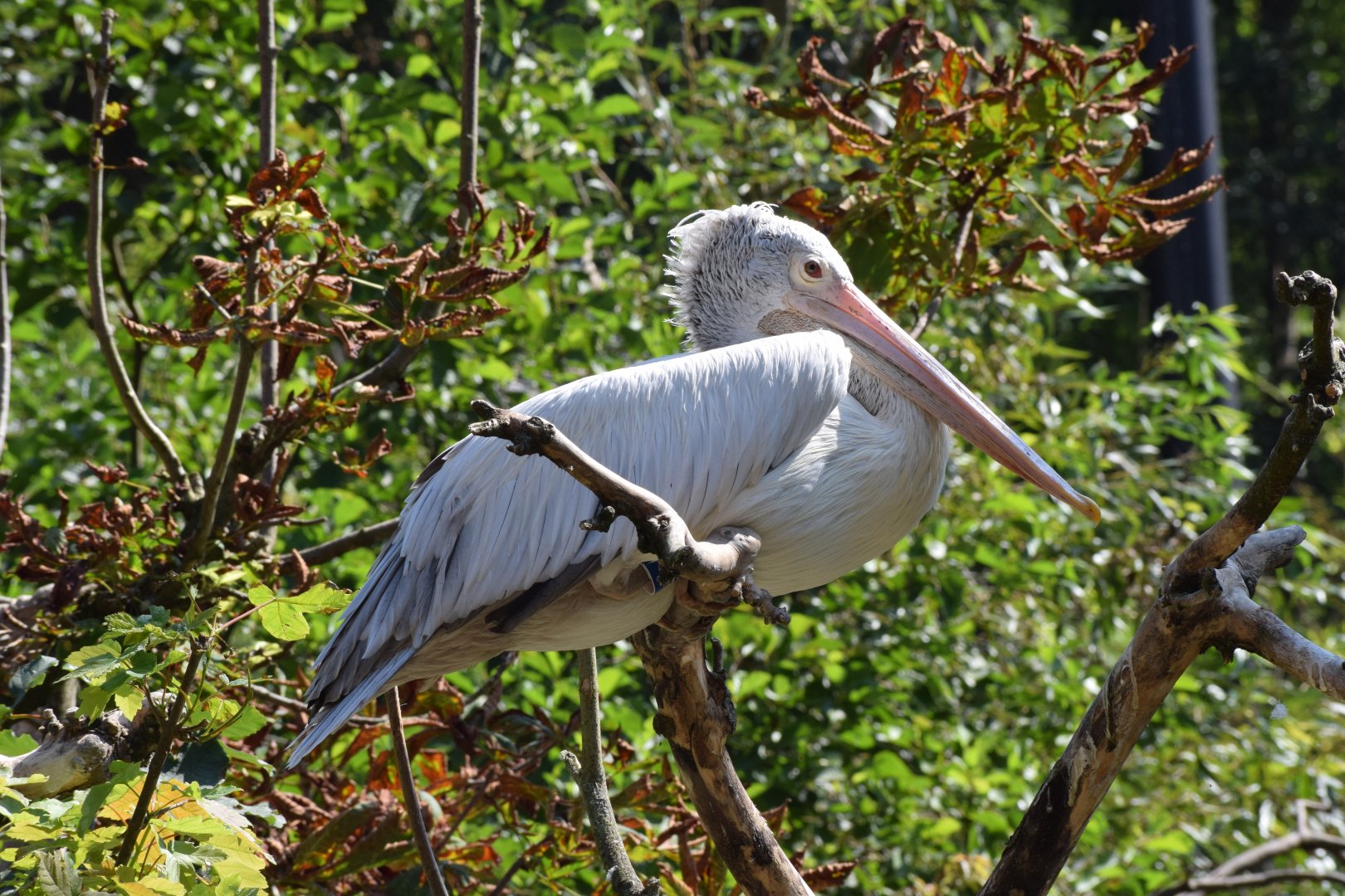 Spot-billed pelican