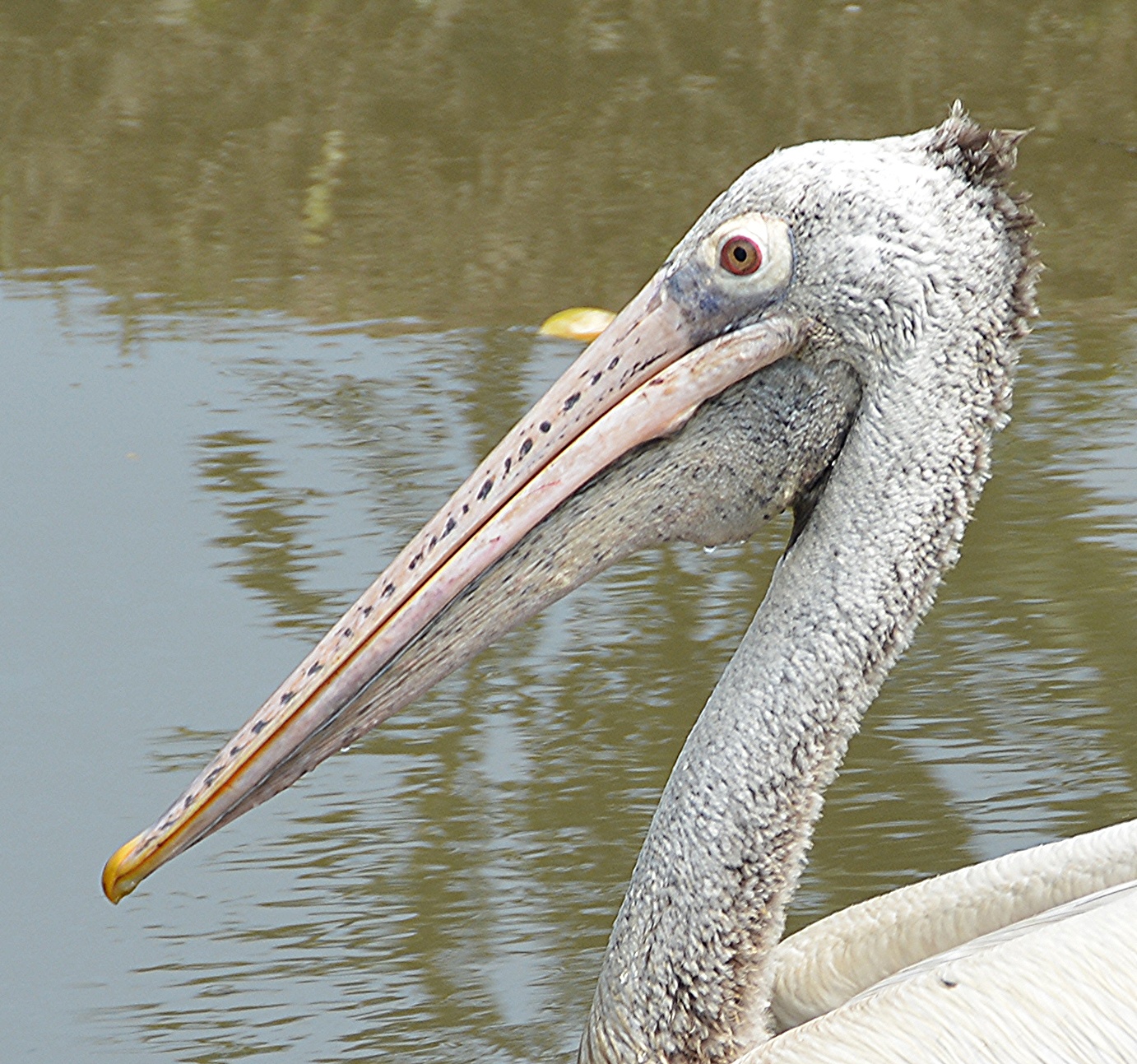 Spot-billed pelican