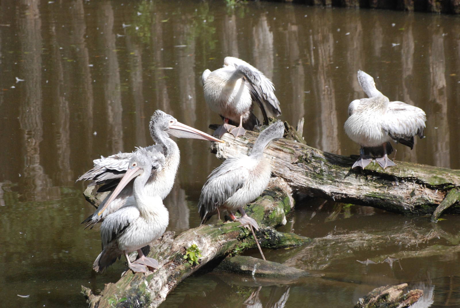 Spot-billed Pelicans at Dvur Kralove, 27/08/12