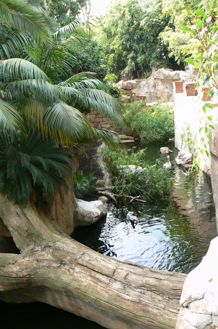 Spot-billed pelicans exhibit
