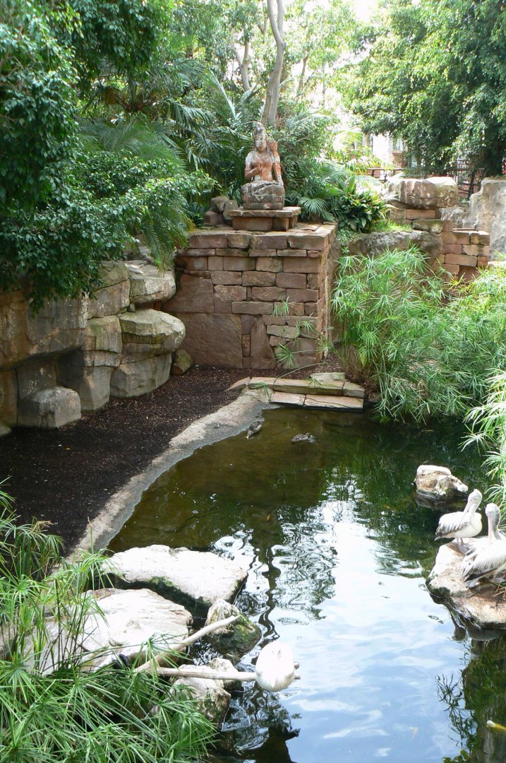 Spot-billed pelicans exhibit