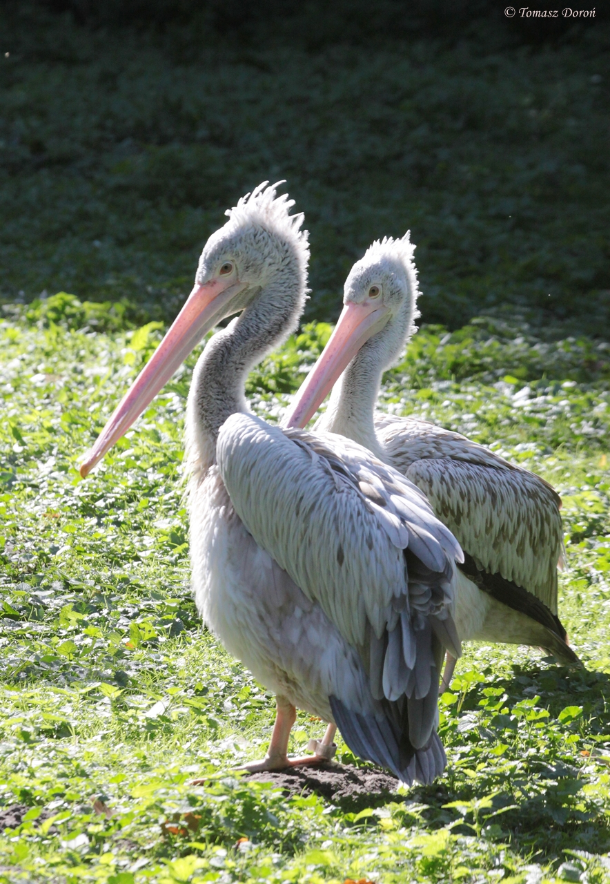 Spot-billed Pelicans (Pelecanus philippensis)
