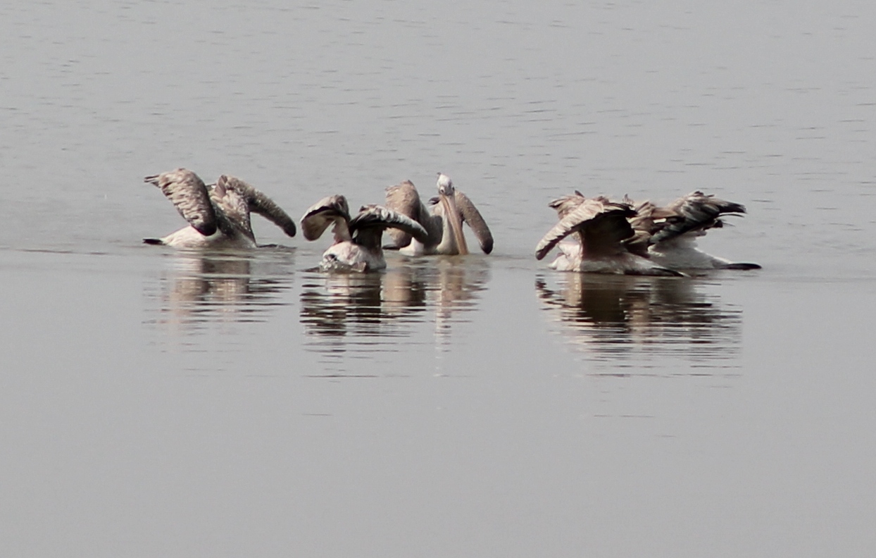 Spot-billed Pelicans (Pelecanus philippensis)