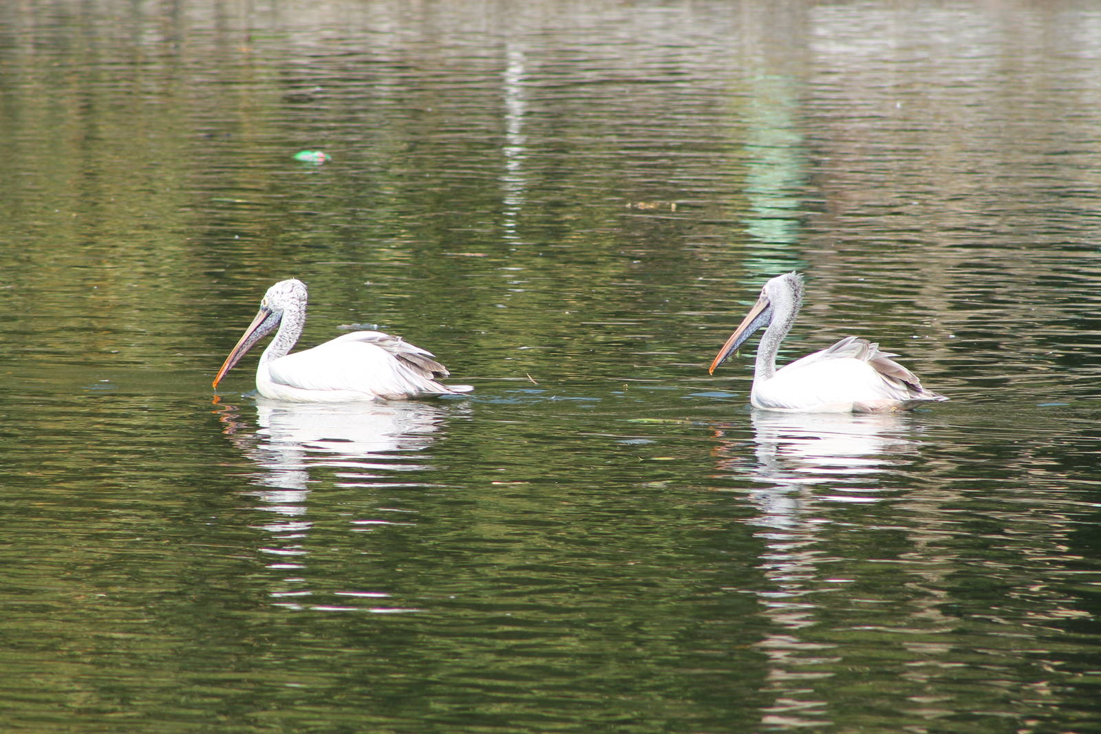 Spot-billed Pelicans (Pelecanus philippensis)