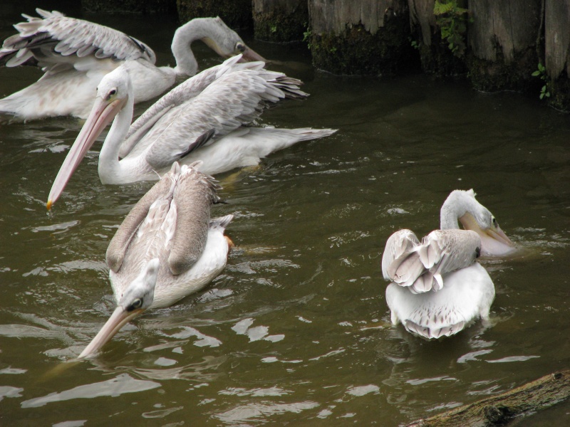 Spot-billed pelicans