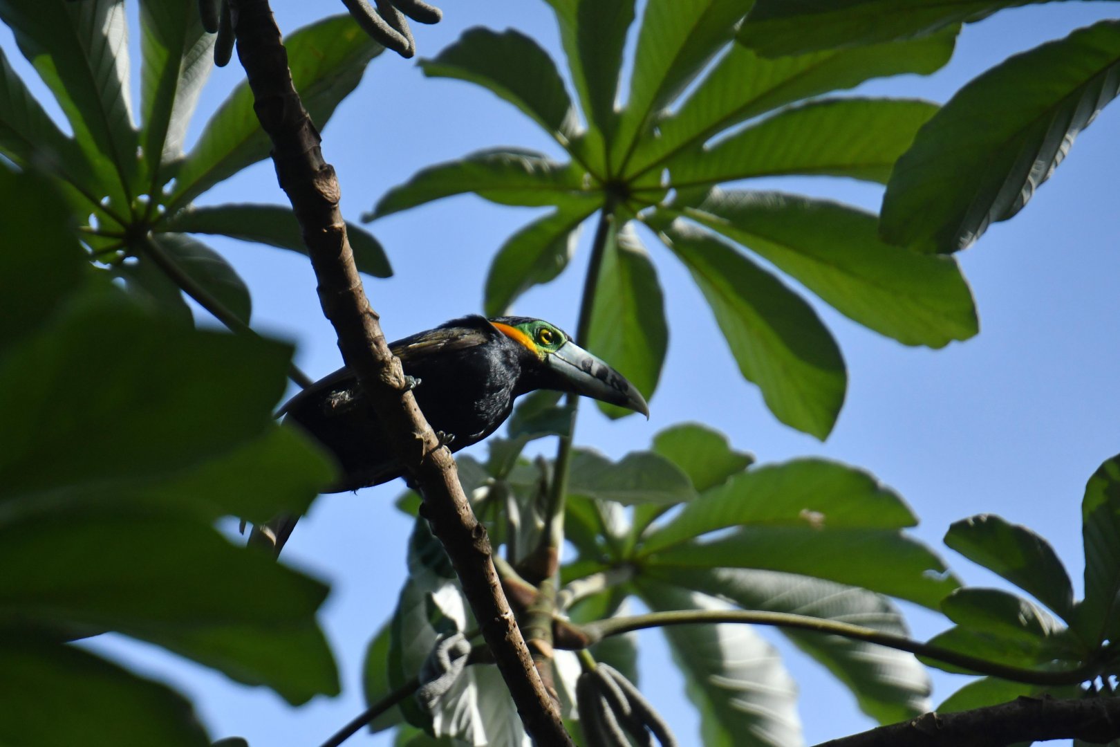 Spot-billed Toucanet (Selenidera maculirostris)