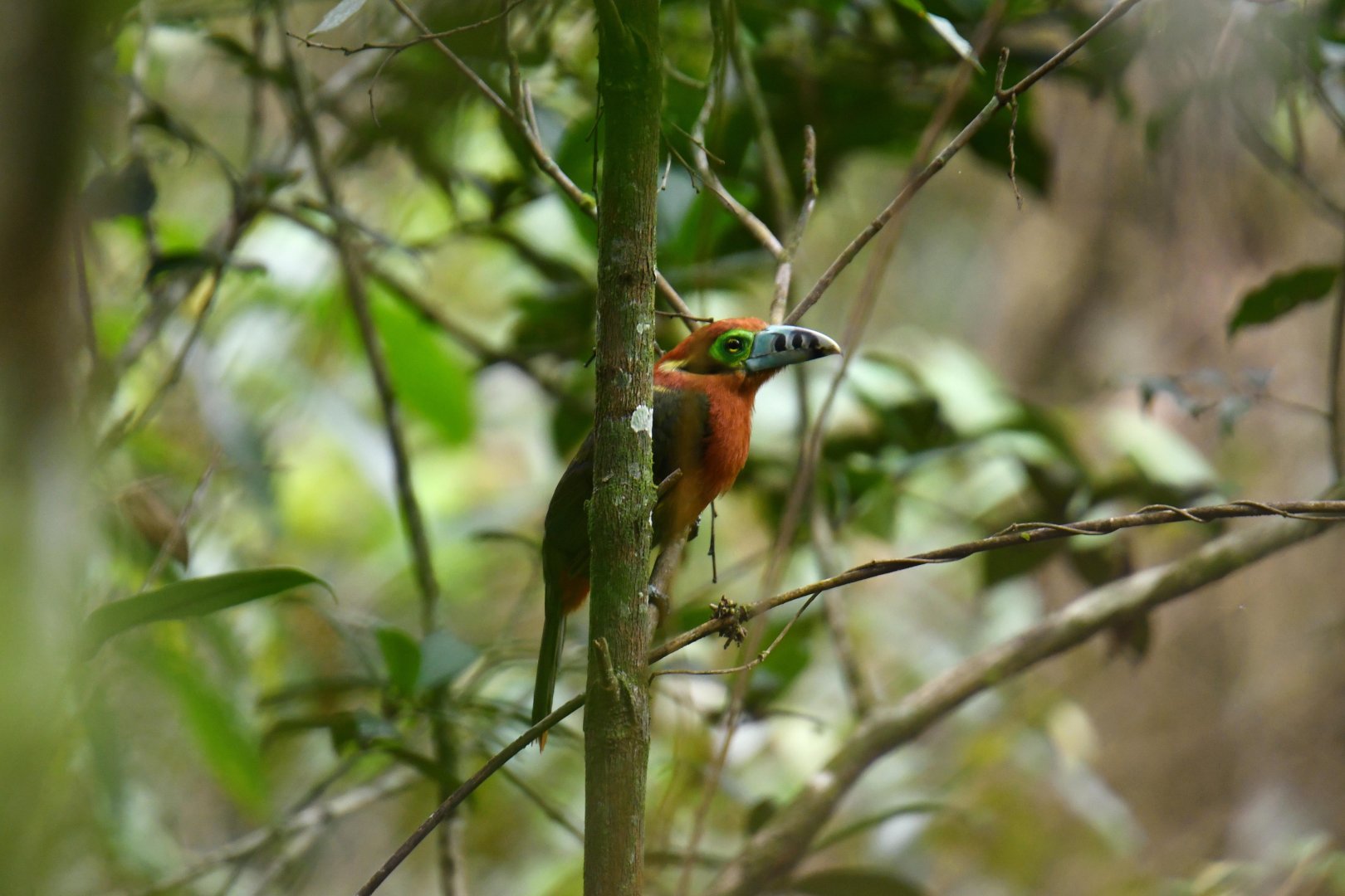 Spot-billed Toucanet (Selenidera maculirostris)