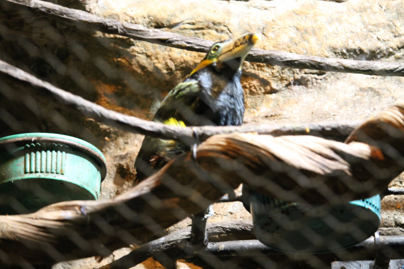 Spot-billed Toucanet (Selenidera maculirostris)