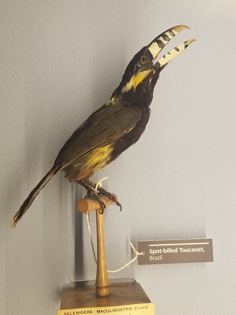 Spot-billed Toucanet Taxidermy