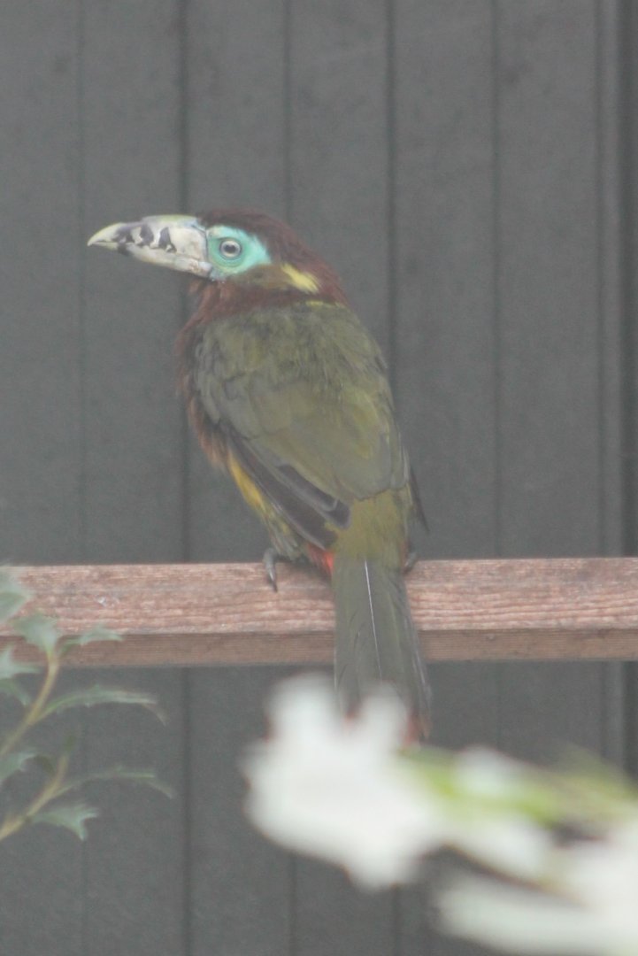 Spot-billed toucanet
