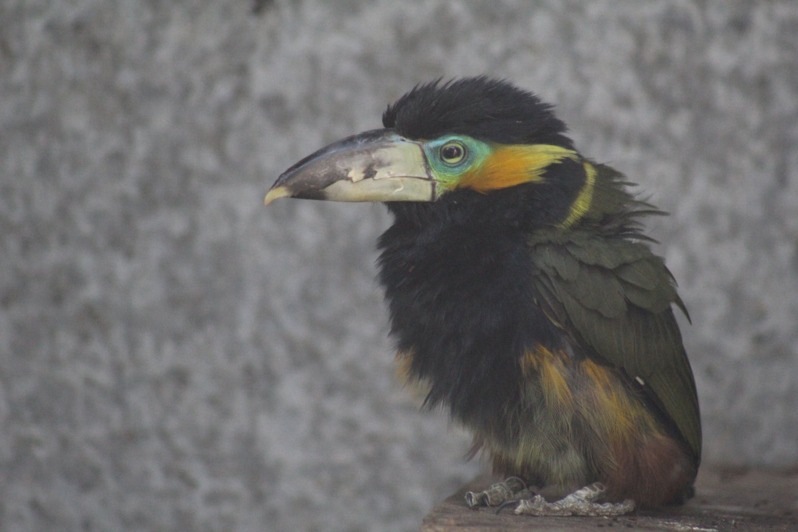 Spot-Billed Toucanet