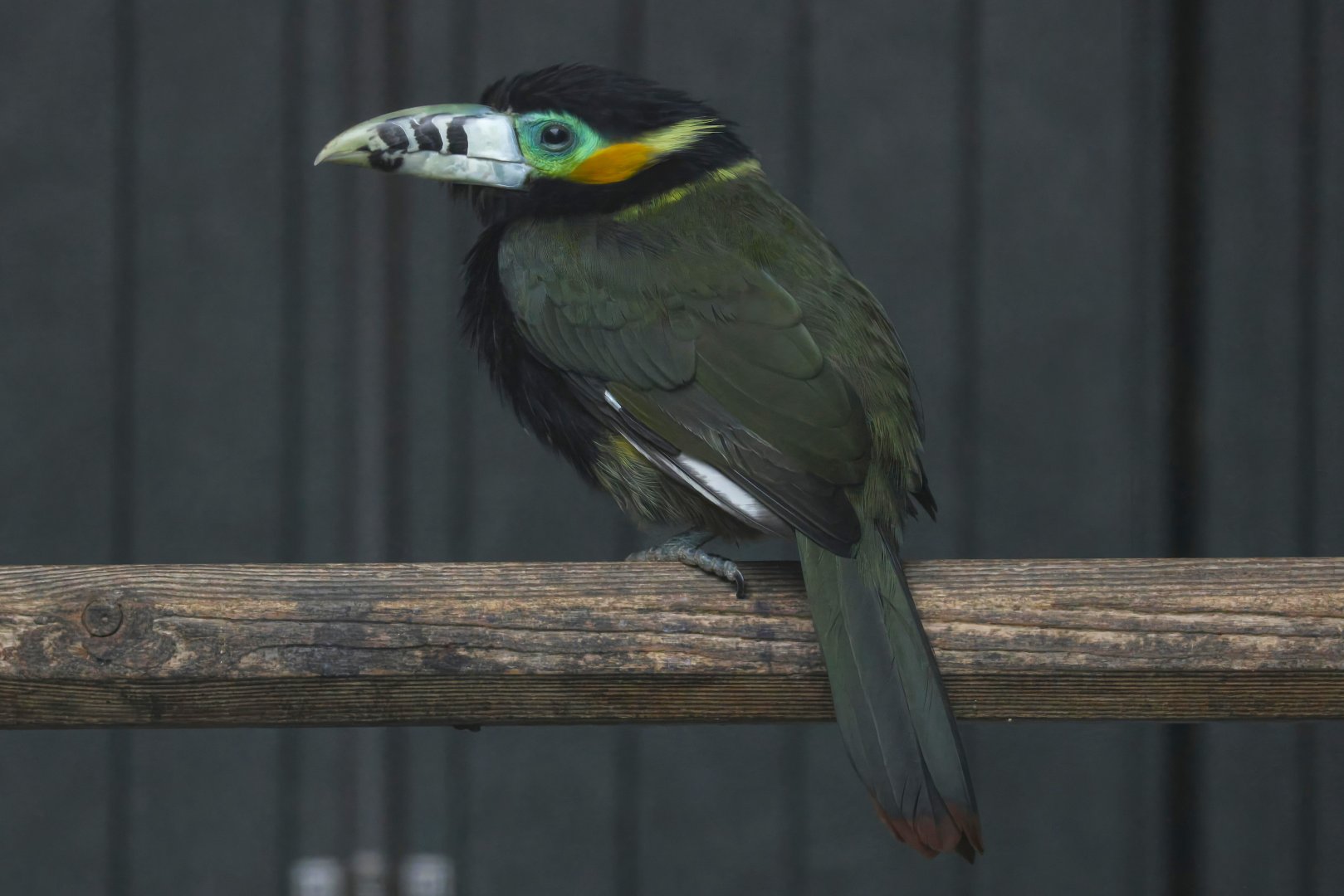 Spot-billed toucanet