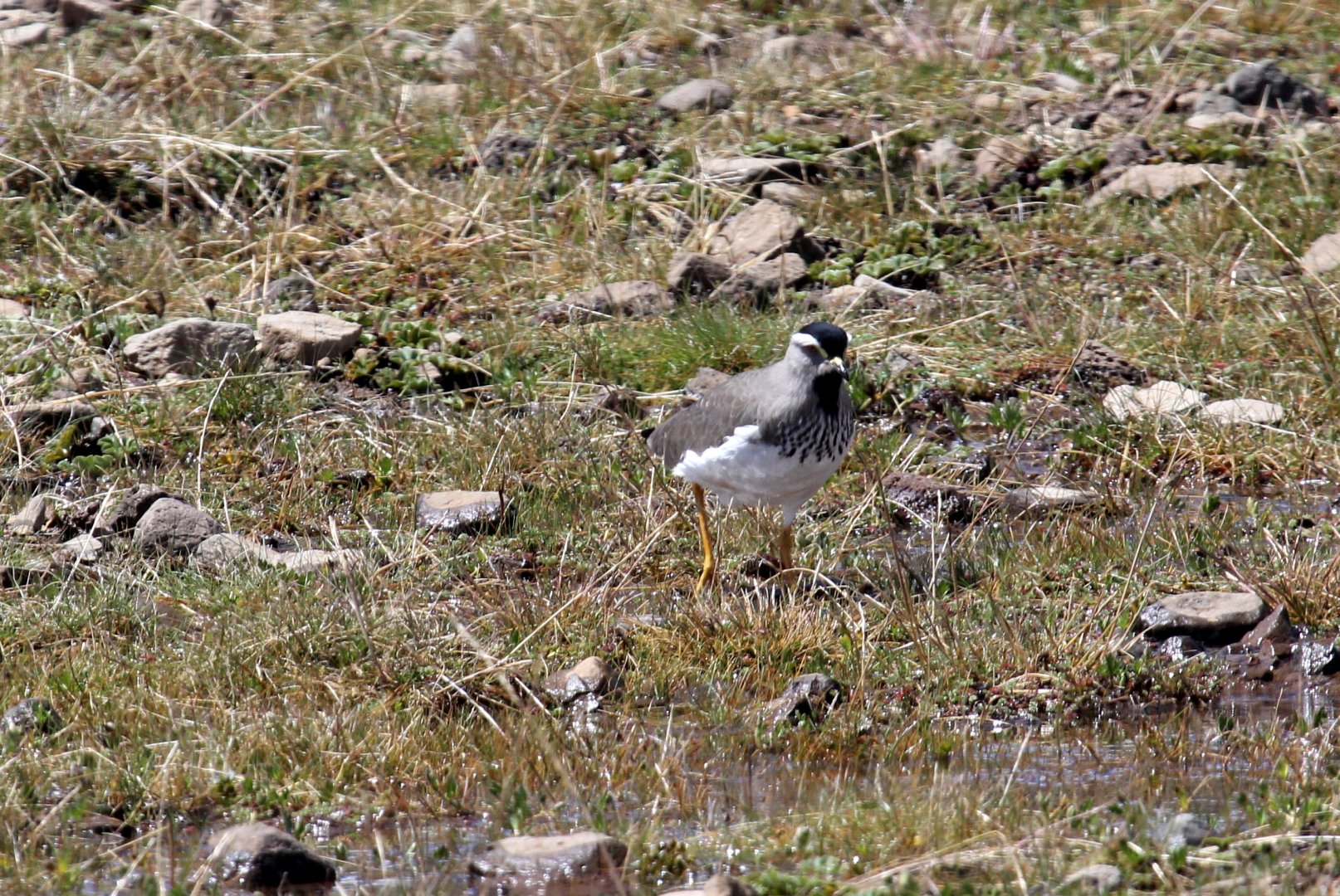 Spot-breasted Lapwing (Vanellus melanocephalus)