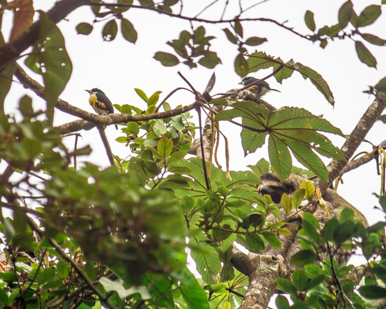 Spot-crowned barbets, Capito maculicoronatus and Brown-throated sloth, Bradypus variegatus