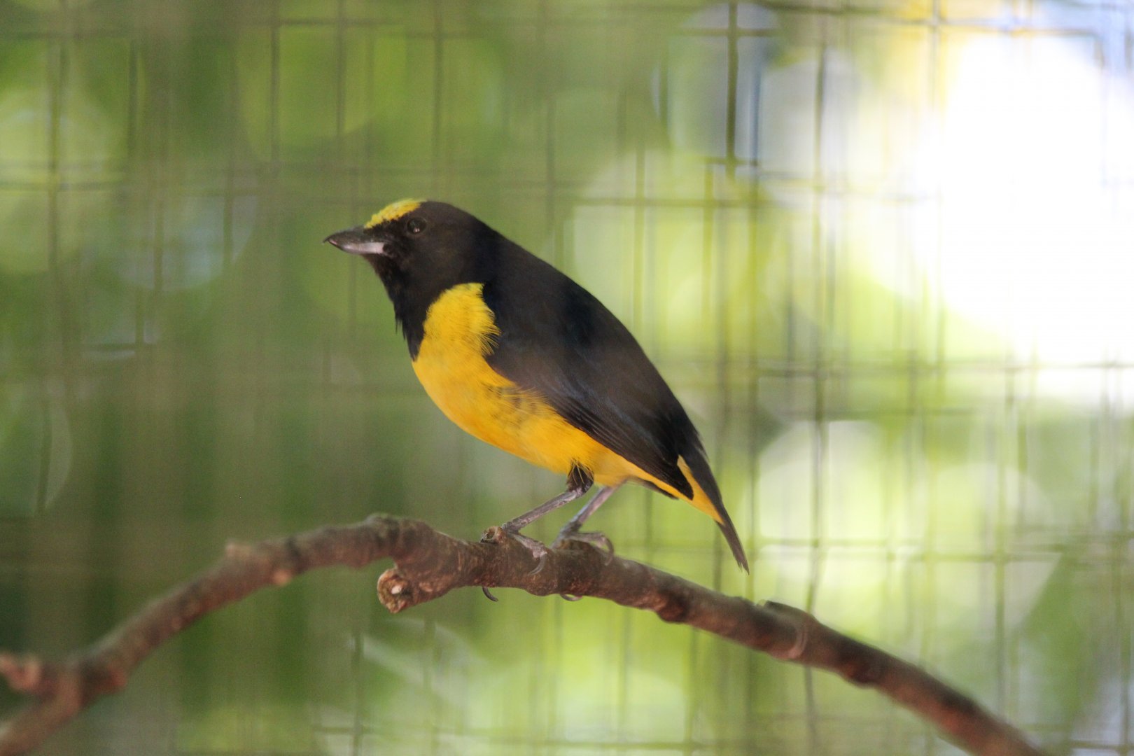 Spot-crowned Euphonia - Mar 2019