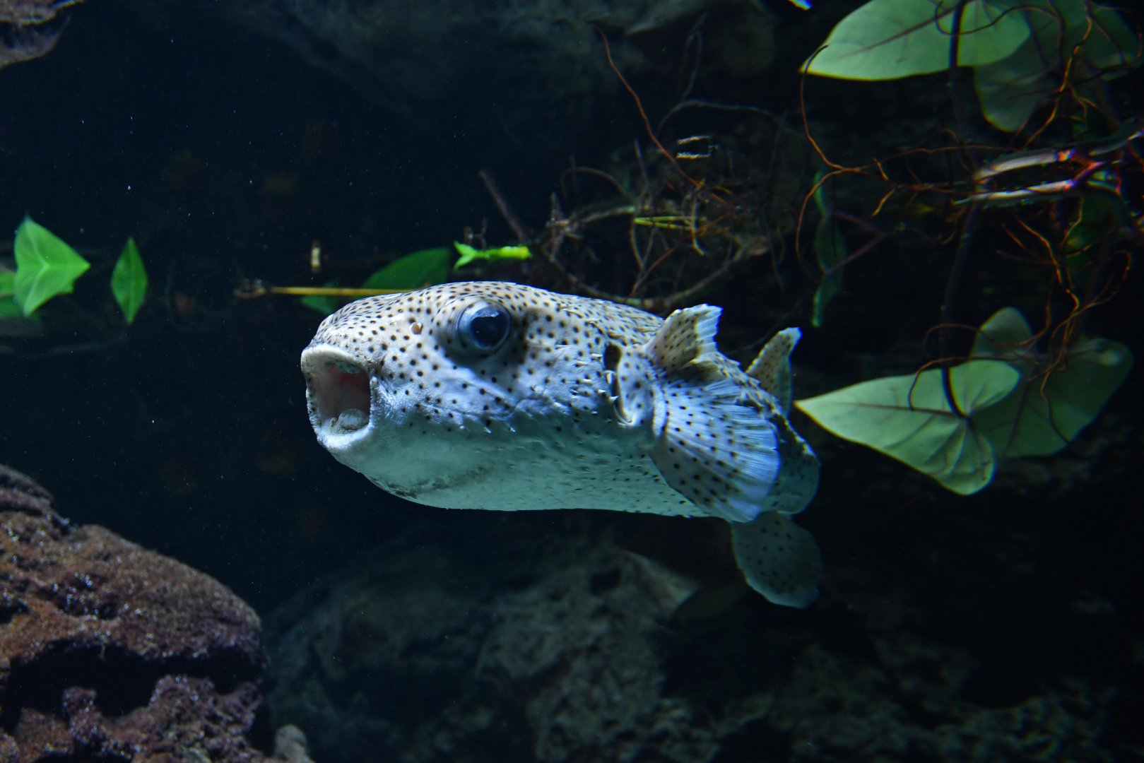 Spot-fin porcupinefish (Diodon hystrix)