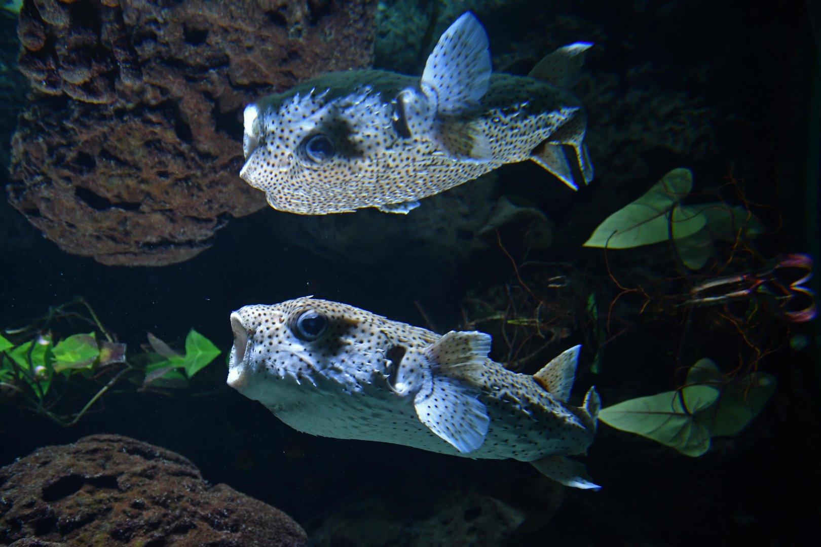 Spot-fin porcupinefish (Diodon hystrix)