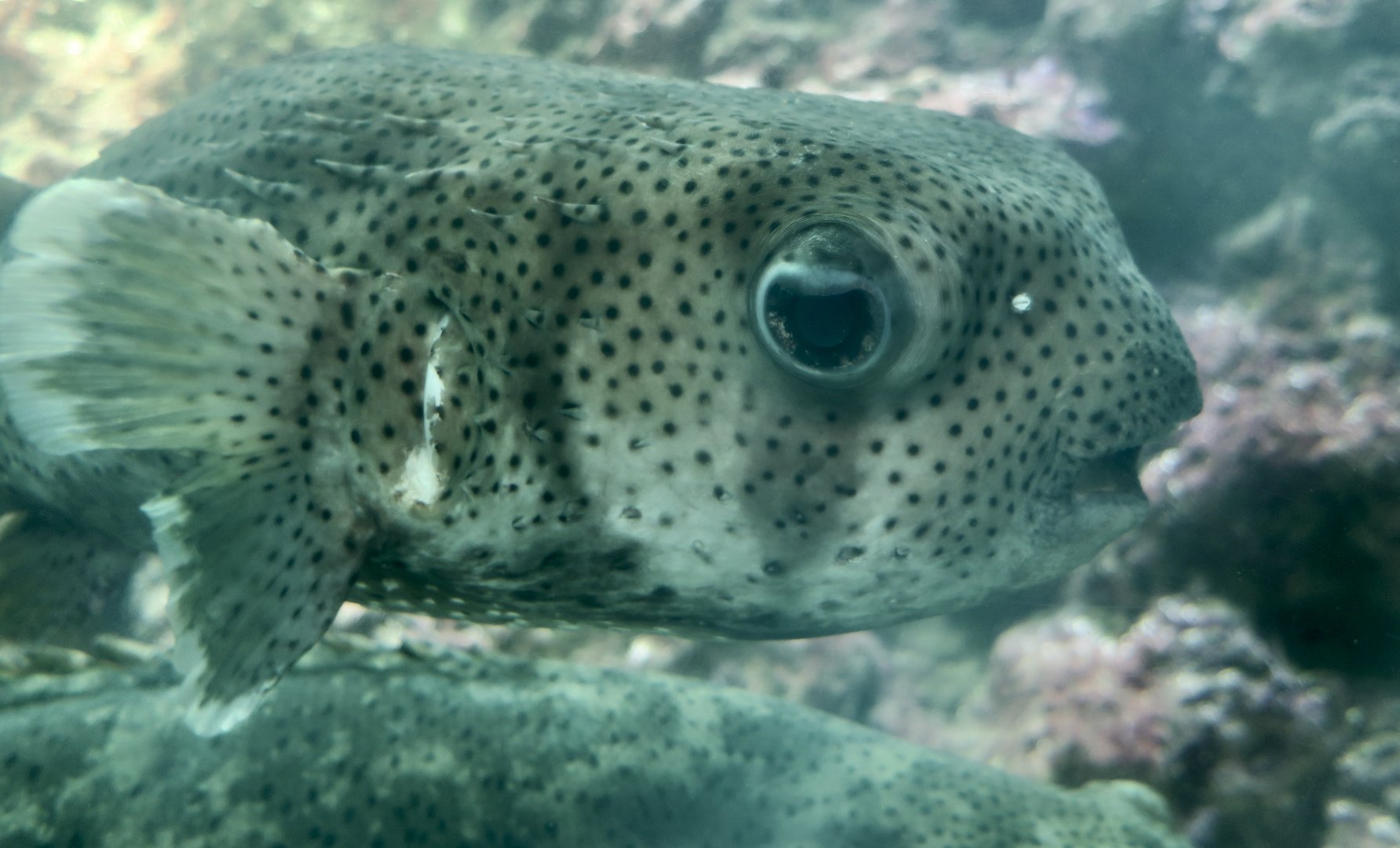 Spot-Fin Porcupinefish (Diodon hystrix)