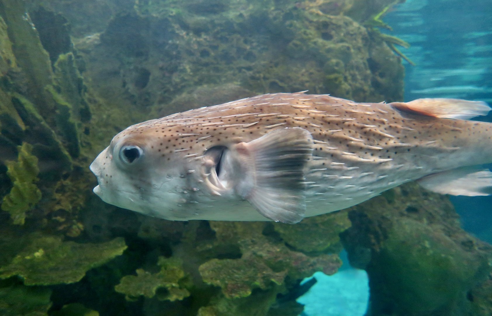 Spot-Fin Porcupinefish (Diodon hystrix)