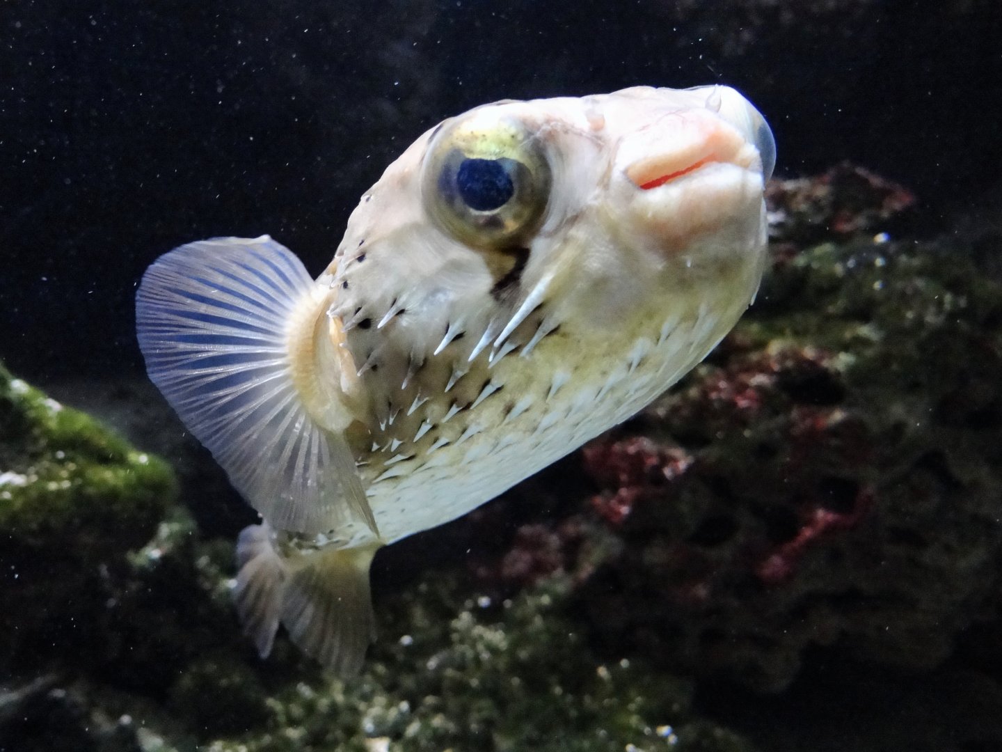 Spot-fin Porcupinefish