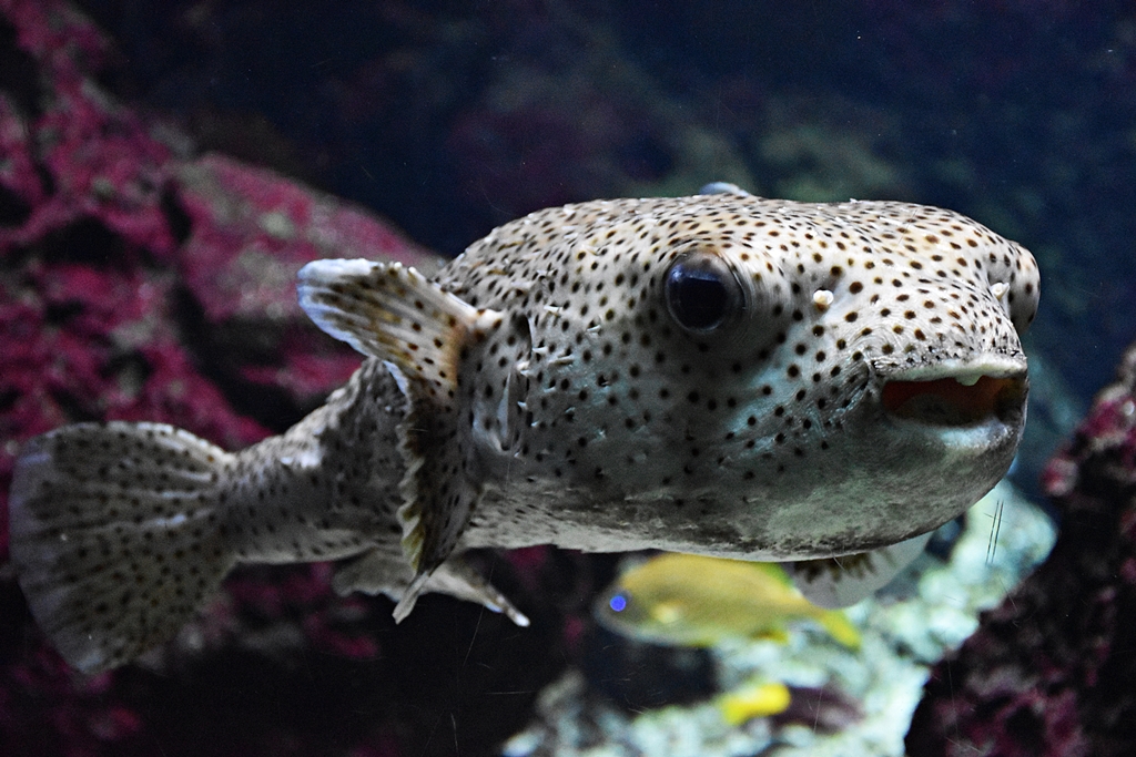 Spot-fin porcupinefish