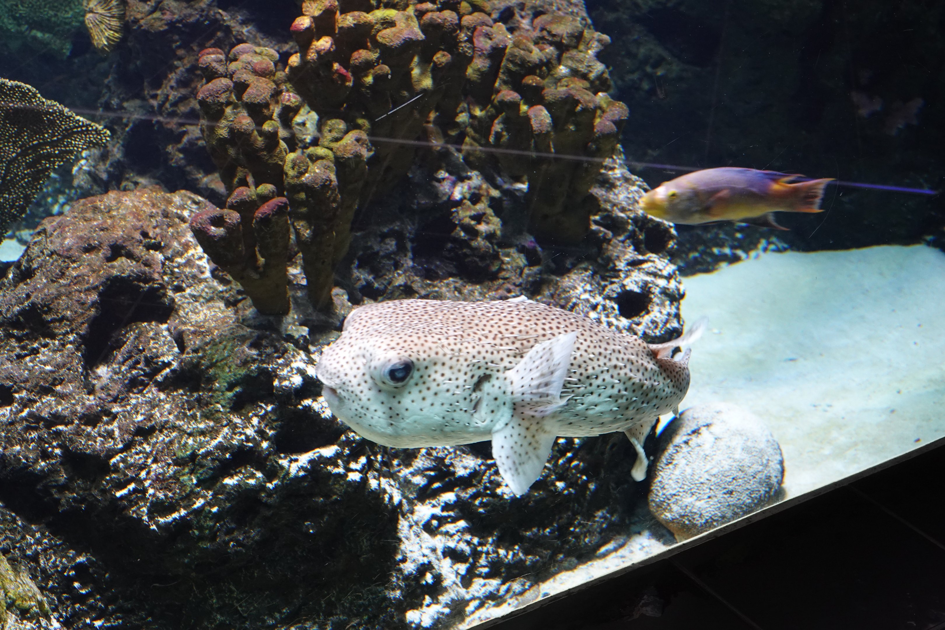 Spot-fin porcupinefish