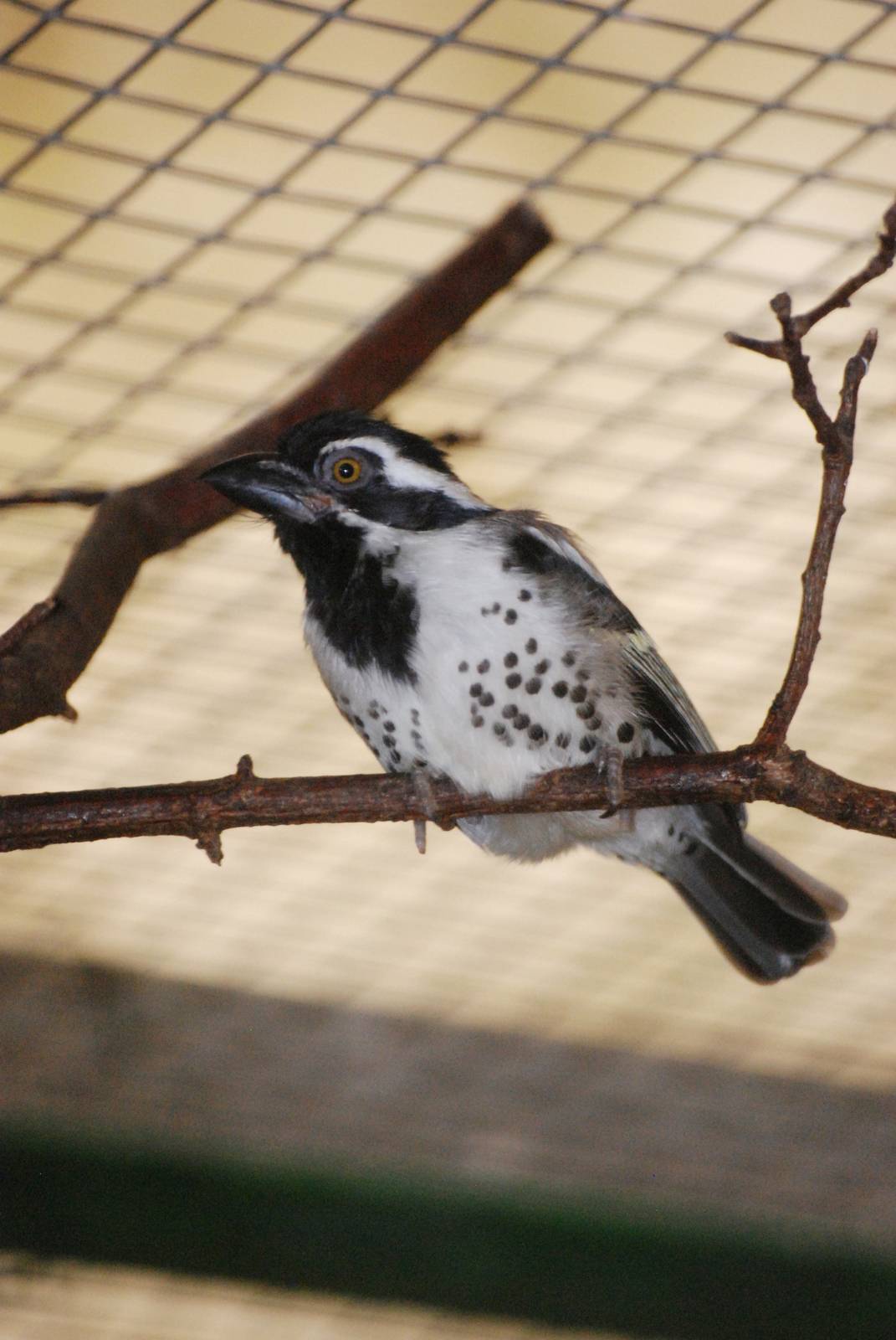 Spot-flanked Barbet at Walsrode, 22/03/13