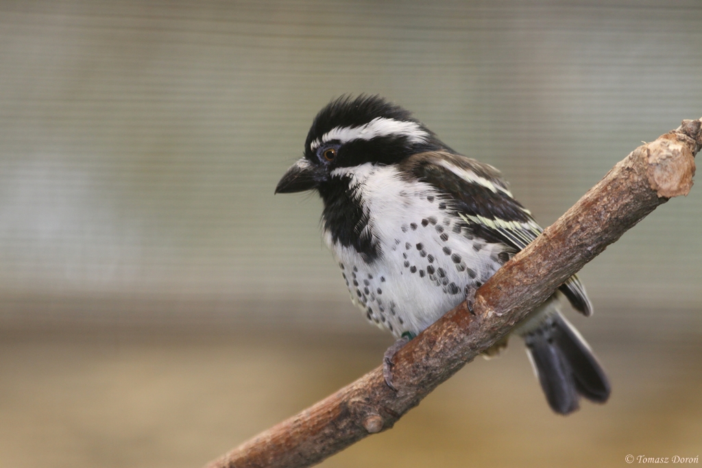 Spot-flanked Barbet (Tricholaema lacrymosa)