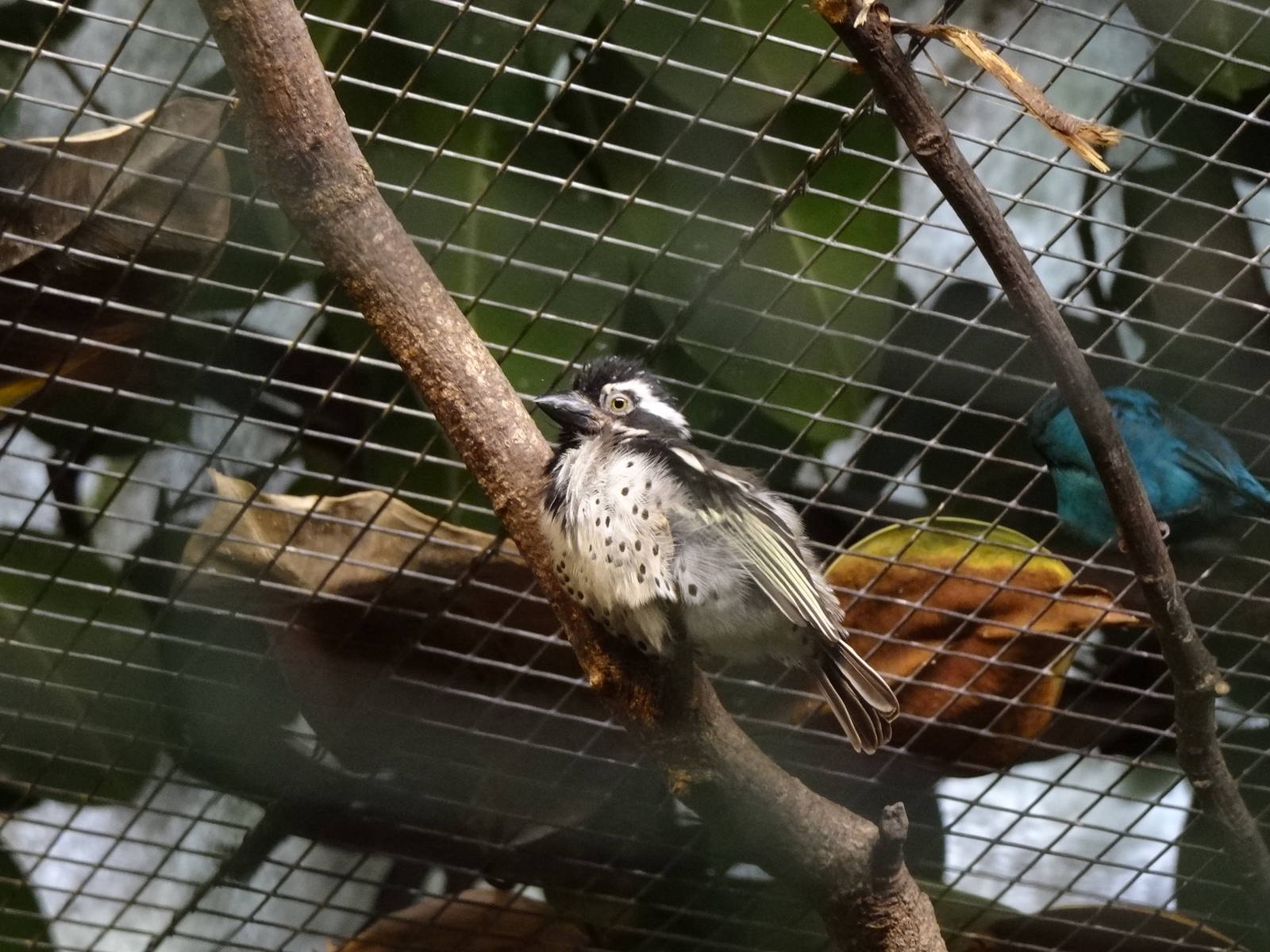 Spot-flanked barbet
