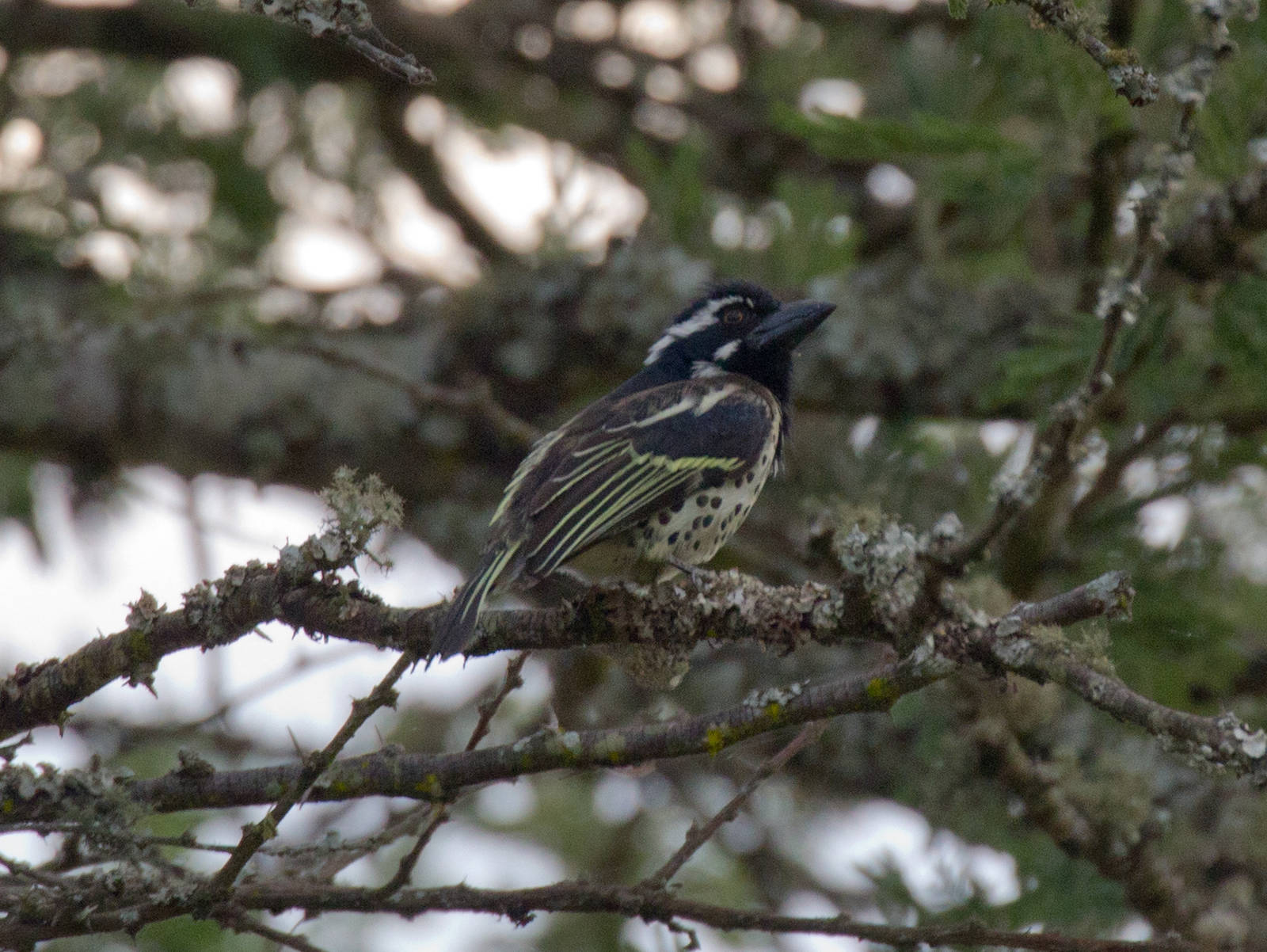 Spot-flanked Barbet