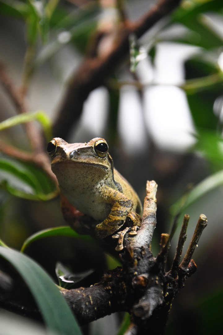 Spot legged tree frog, Polypedates megacephalus