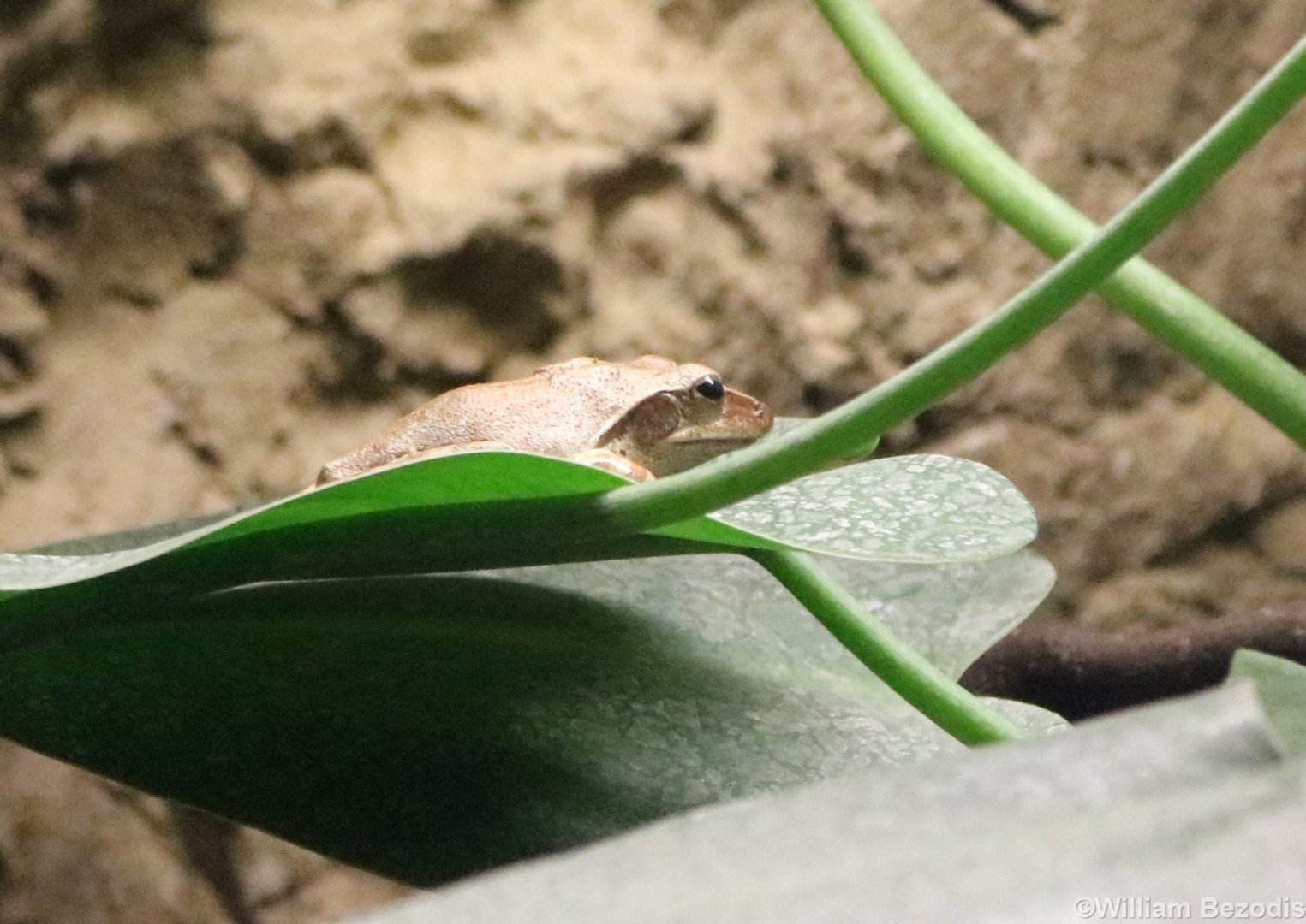 Spot-legged Tree Frog