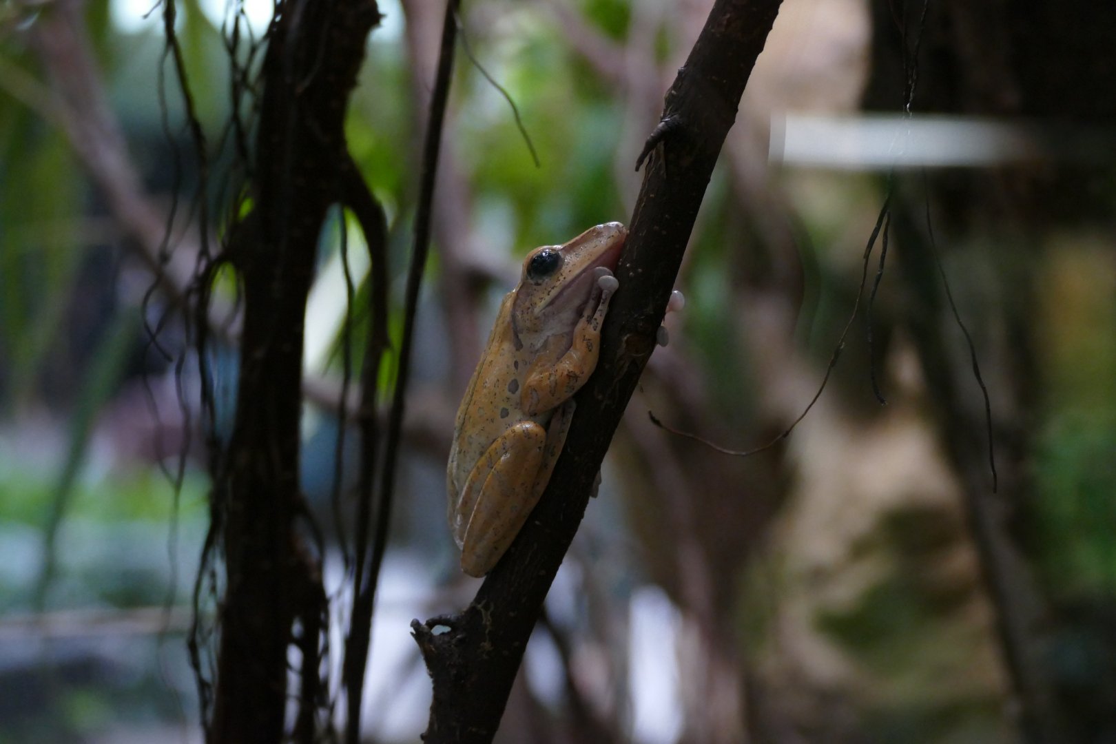 Spot-legged tree frog