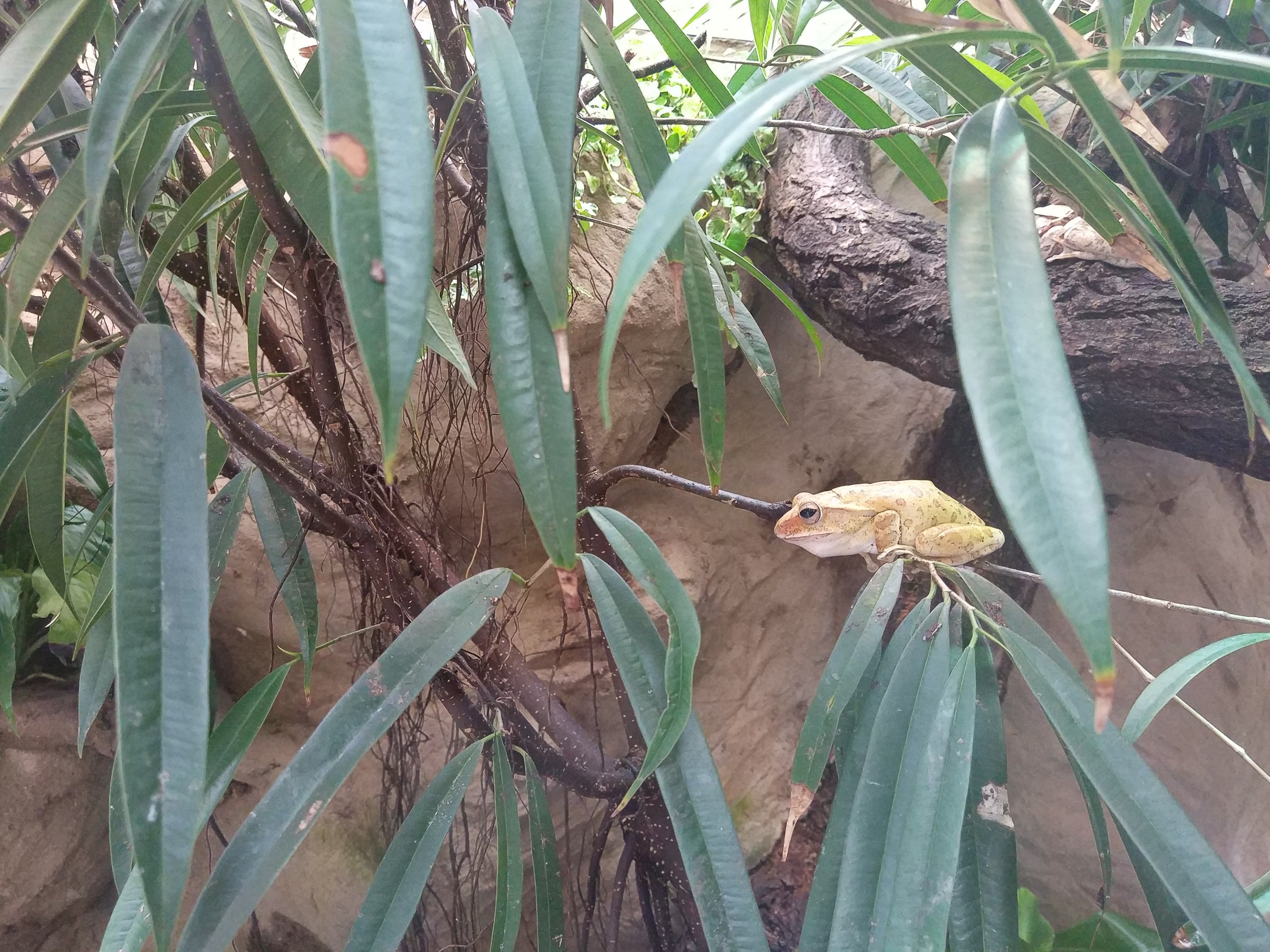 Spot-legged Tree Frog