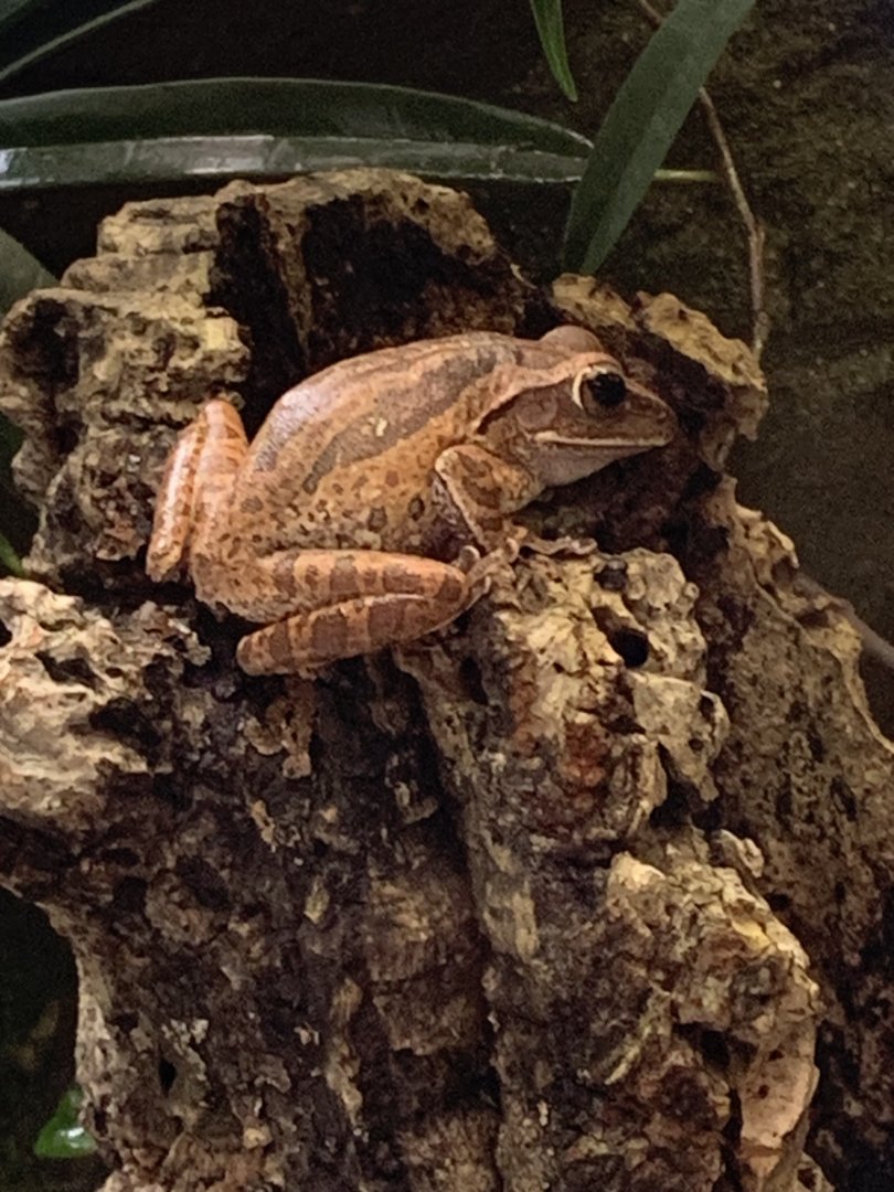 Spot-legged tree frog