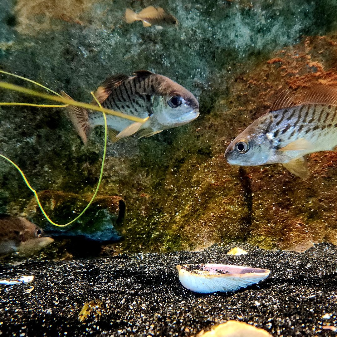 Spot (Leiostomus xanthurus)