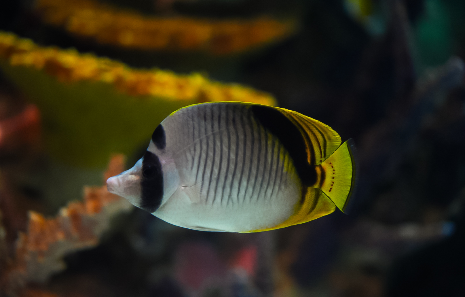 Spot-nape Butterflyfish