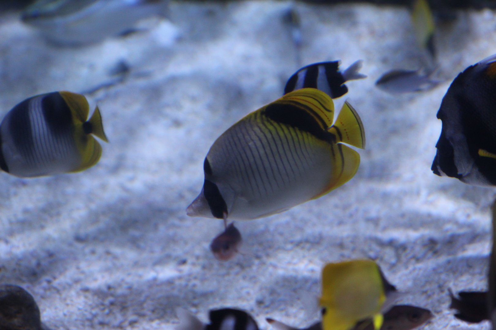 Spot-Naped Butterflyfish