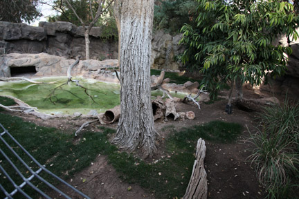 spot neck otter exhibit