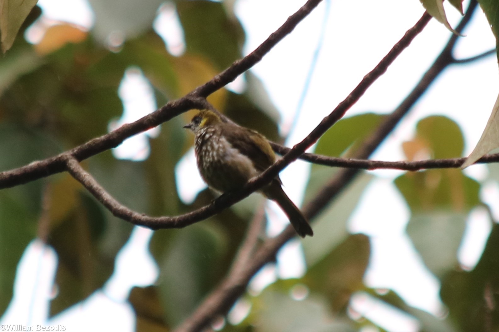 Spot-necked Bulbul - Tapan Road