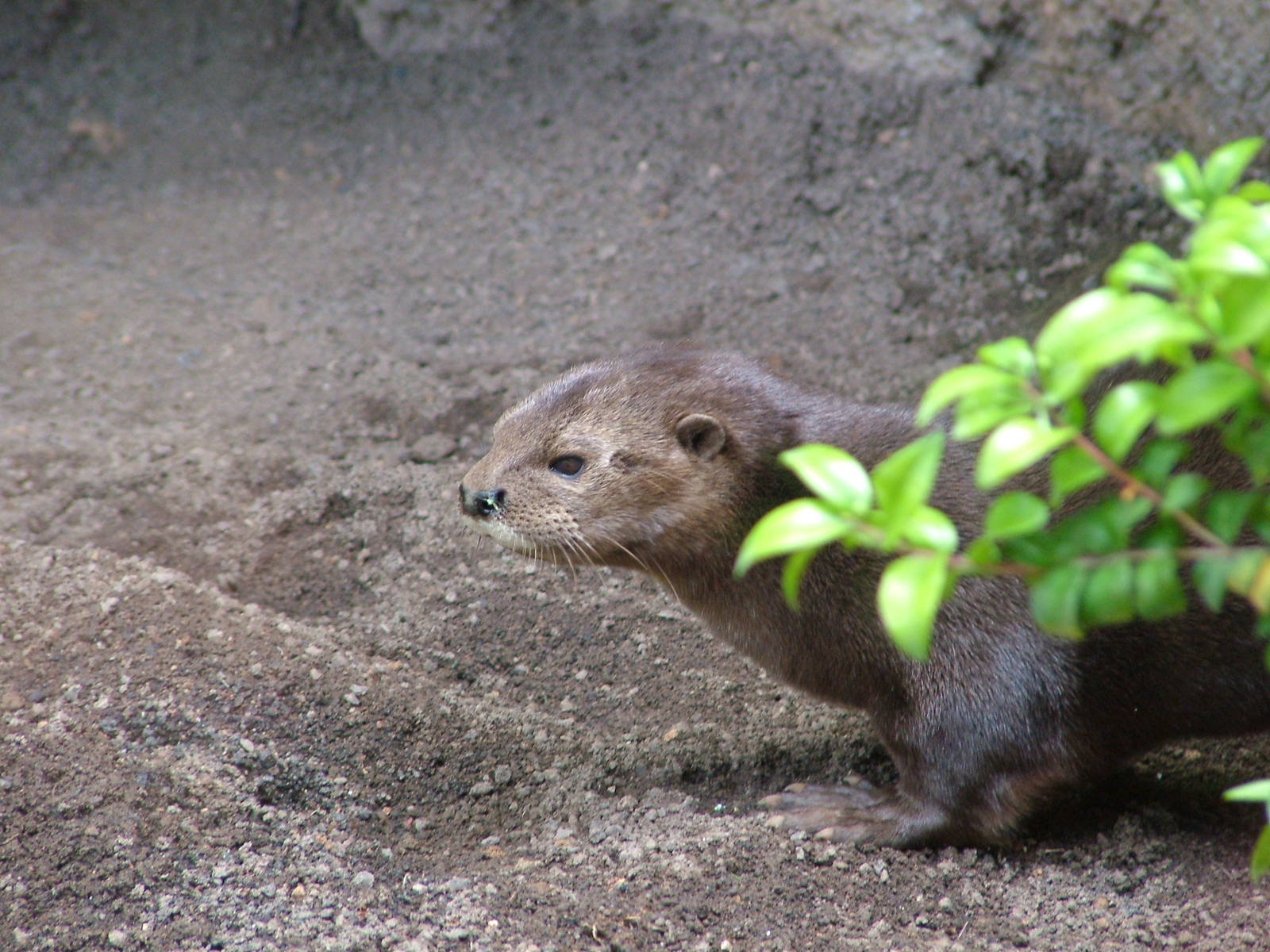 Spot-necked Otter at Bioparc Valencia, 28/05/11