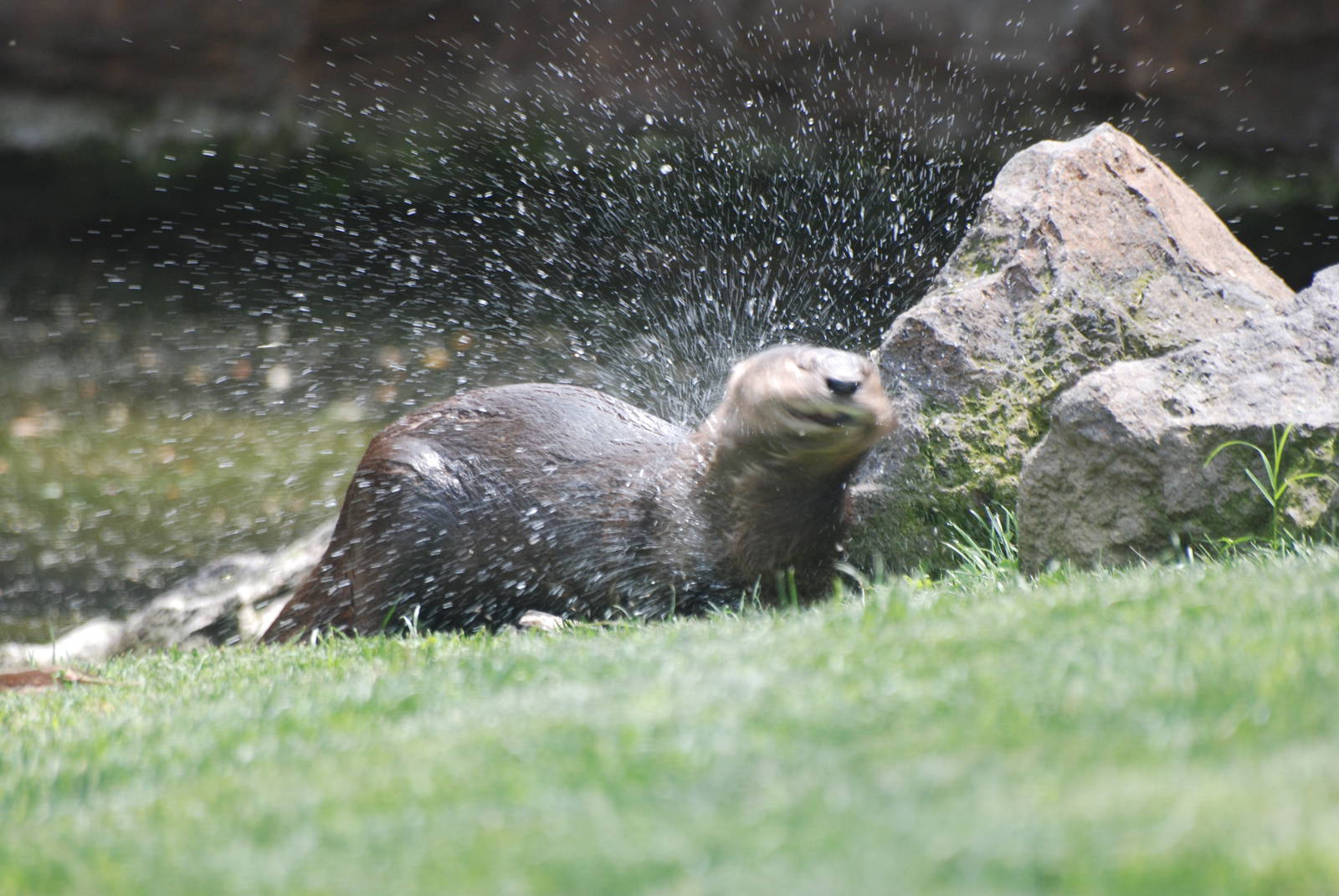 Spot-necked Otter at Bioparc Valencia, 28/05/11