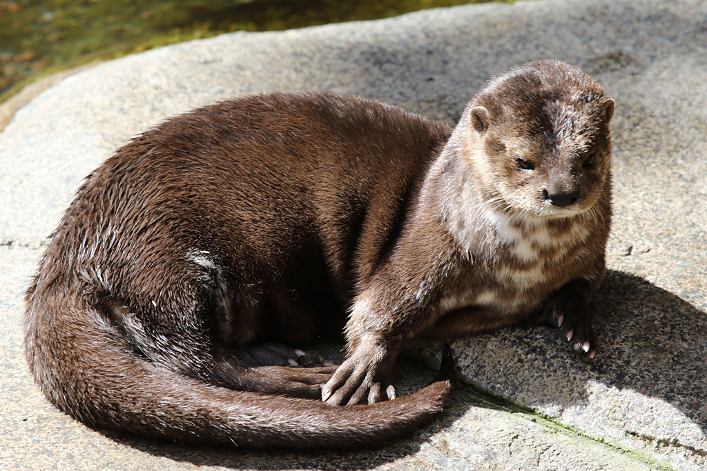 Spot Necked Otter at San Diego Zoo April 23rd 2016