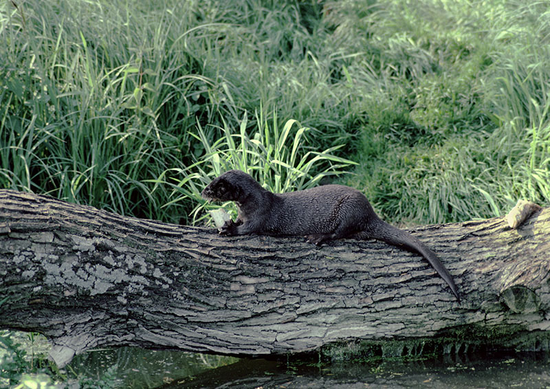 Spot-necked otter at the Otter Trust 1978