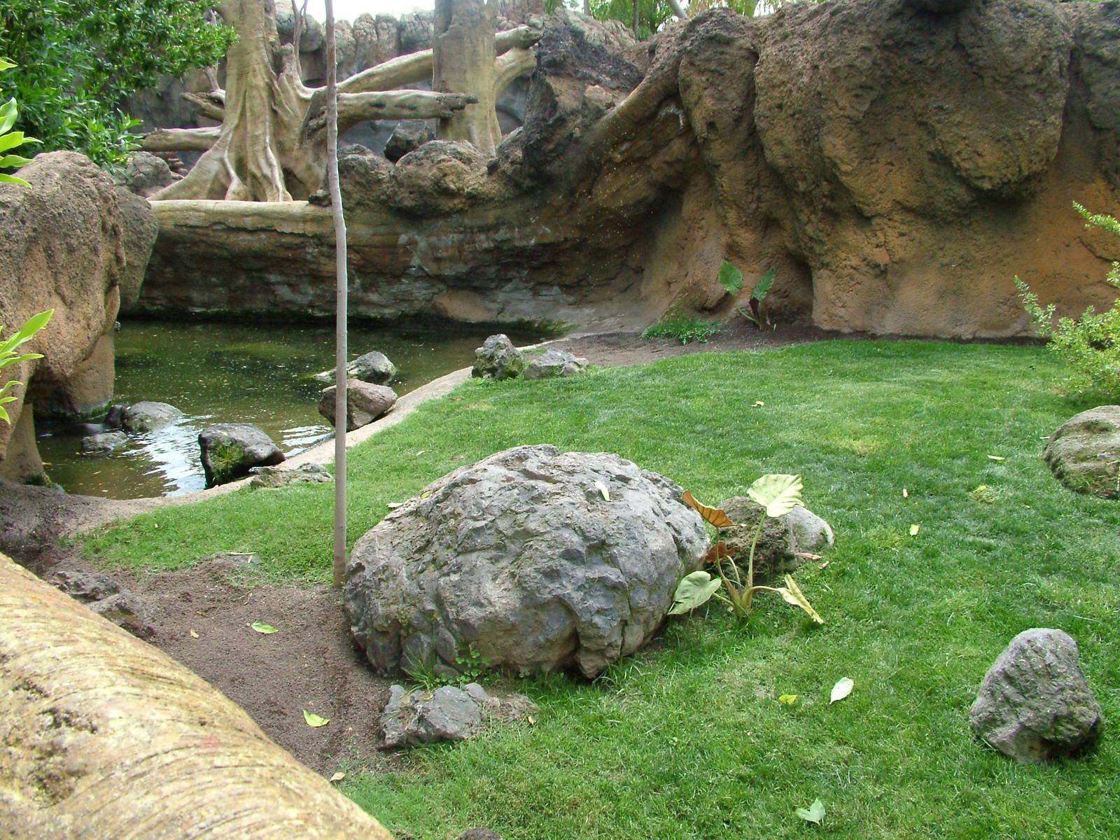 Spot-necked Otter Exhibit at Bioparc Valencia, 28/05/11