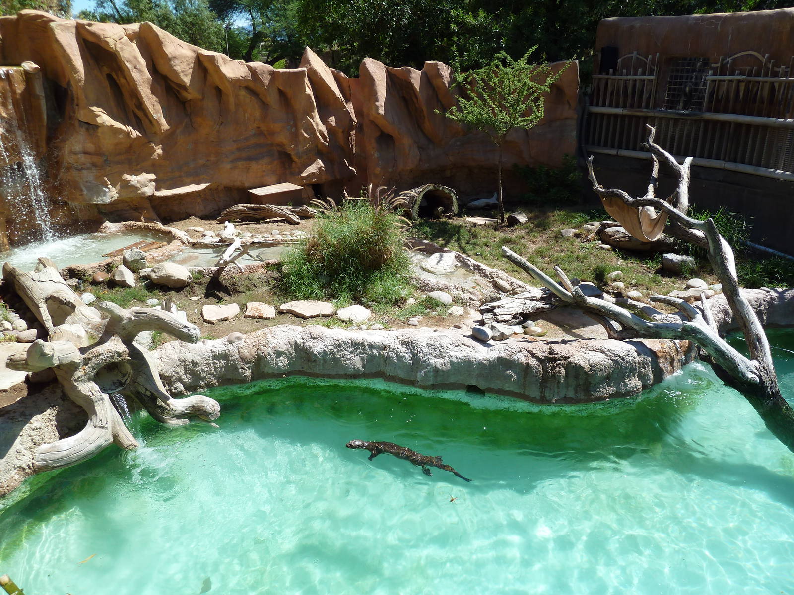 Spot-Necked Otter Exhibit